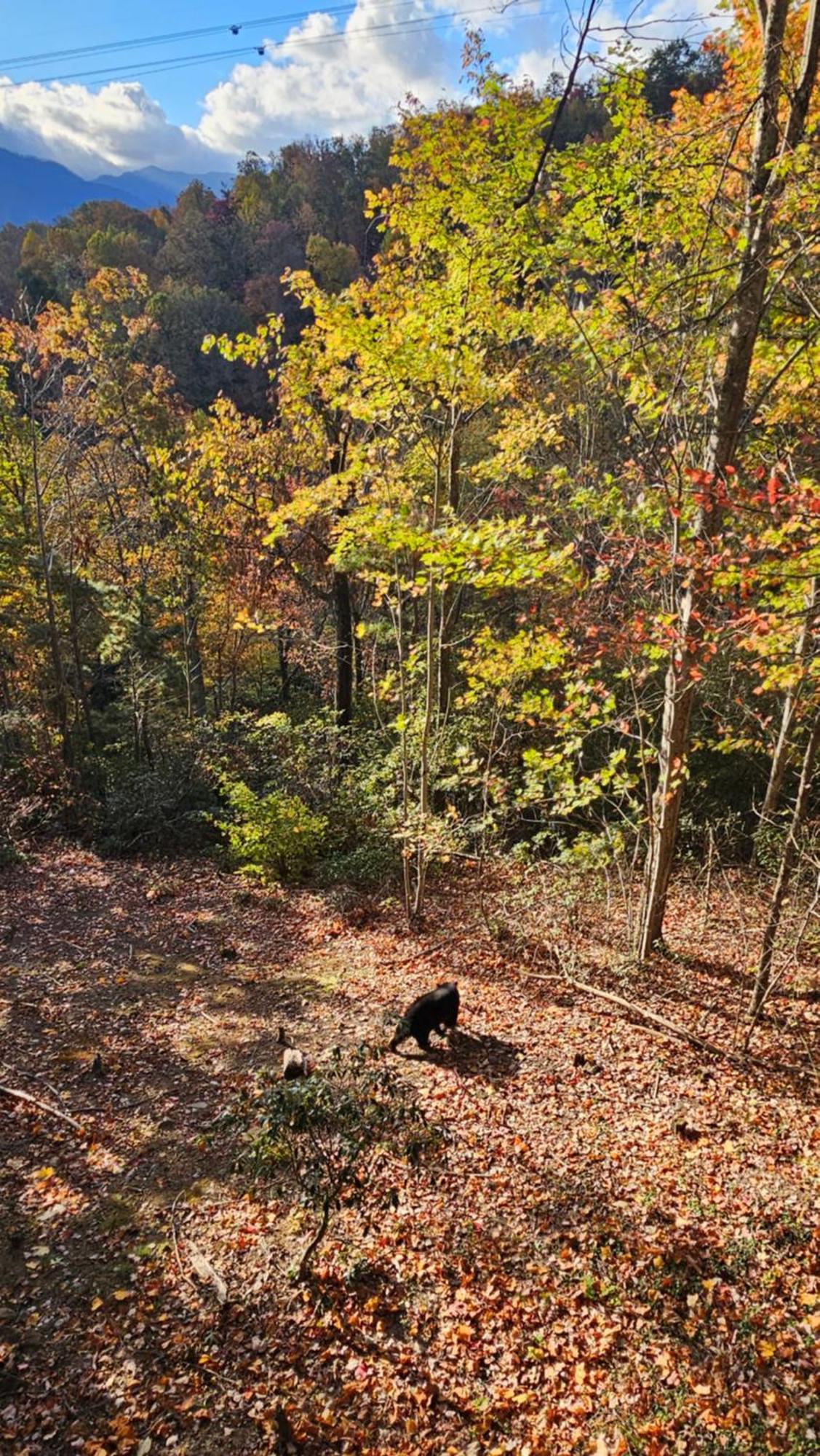 Southern Oak At Chalet Village - 5 Minutes From Gatlinburg And National Park Екстер'єр фото